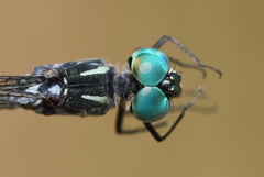 Micrathyria pseudeximia