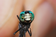 Micrathyria pseudeximia