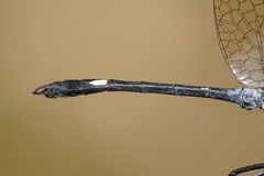 Micrathyria pseudeximia