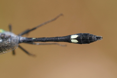 Micrathyria pseudeximia