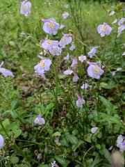 Mazus stachydifolius