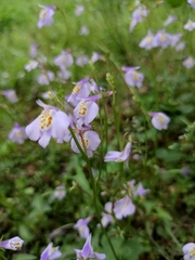 Mazus stachydifolius