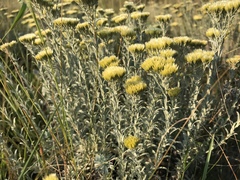 Helichrysum callicomum