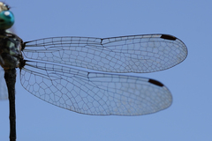 Micrathyria pseudeximia