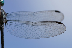 Micrathyria pseudeximia