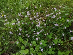 Mazus stachydifolius