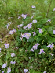 Mazus stachydifolius