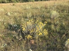 Helichrysum callicomum