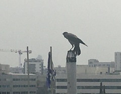 Corvus cornix