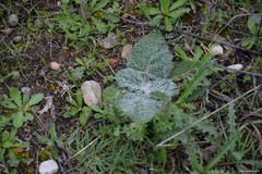 Salvia aethiopis