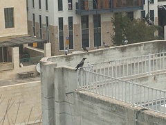 Corvus cornix