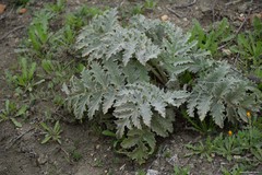 Cynara tournefortii