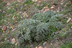 Cynara tournefortii