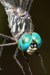 Micrathyria pseudeximia