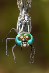 Micrathyria pseudeximia