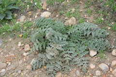 Cynara tournefortii