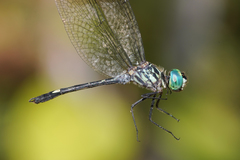 Micrathyria pseudeximia