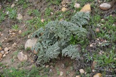 Cynara tournefortii