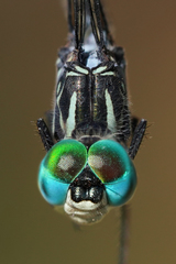 Micrathyria pseudeximia