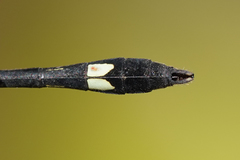 Micrathyria pseudeximia