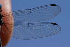 Micrathyria pseudeximia