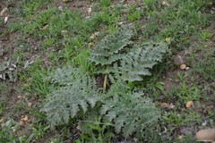 Cynara tournefortii