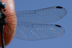 Micrathyria pseudeximia