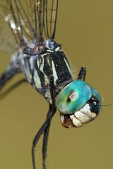 Micrathyria pseudeximia