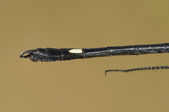 Micrathyria pseudeximia