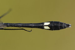 Micrathyria pseudeximia