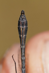 Micrathyria pseudeximia