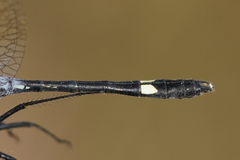 Micrathyria pseudeximia