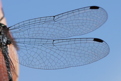 Micrathyria pseudeximia