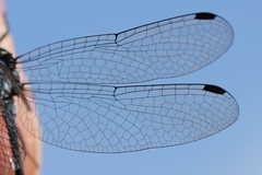 Micrathyria pseudeximia