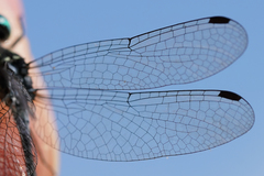 Micrathyria pseudeximia