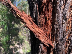Eucalyptus helidonica