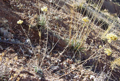 Helichrysum plicatum