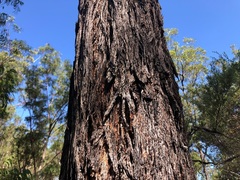 Eucalyptus helidonica