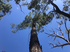 Eucalyptus helidonica
