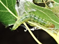 Dichocrocis clytusalis