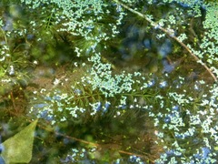 Ceratophyllum echinatum