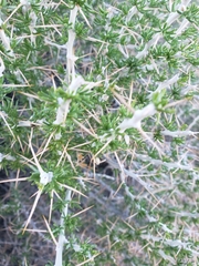 Tetradymia