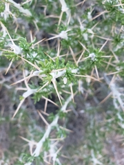 Tetradymia
