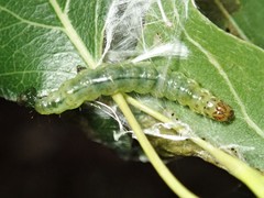 Dichocrocis clytusalis