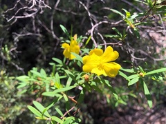 Hibbertia monticola