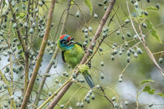 Psilopogon asiaticus davisoni