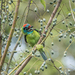 Blue-throated Barbet (Blue-Crowned) - Photo (c) Wich’yanan (Jay) Limparungpatthanakij, some rights reserved (CC BY), uploaded by Wich’yanan (Jay) Limparungpatthanakij