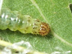 Dichocrocis clytusalis