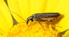Oedemera crassipes