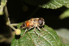Phytomia incisa